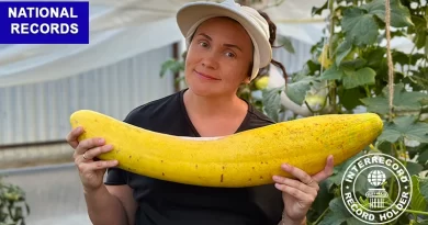 The heaviest cucumber ((Cucumis sativus)