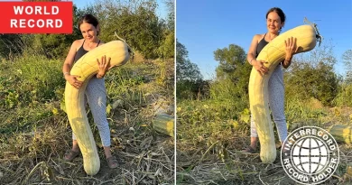 longest pumpkin (Lunga di Napoli)