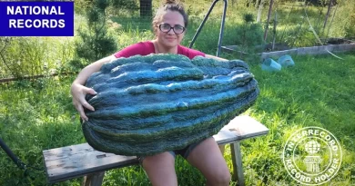 Кабачок Marrow