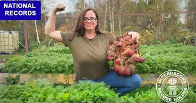 Giant Beetroot